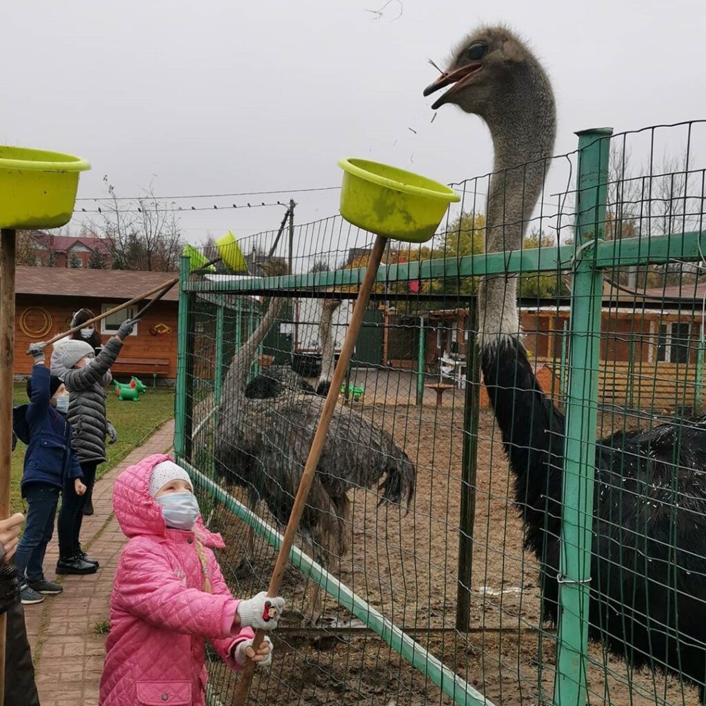 страусиная ферма Москва