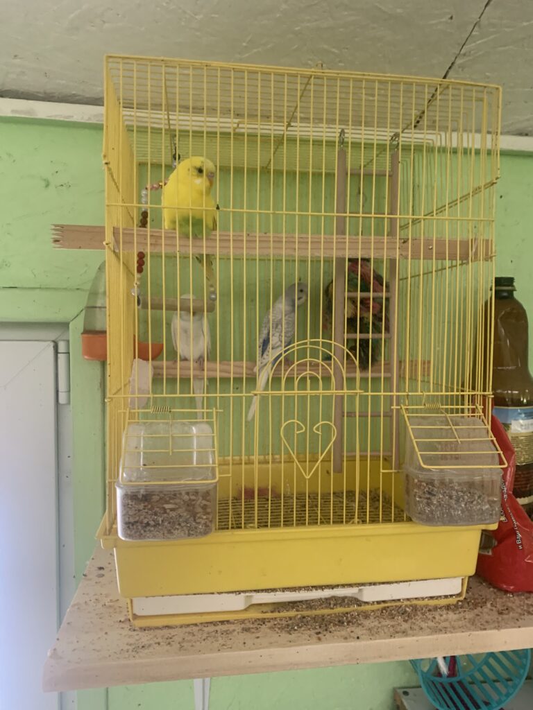 Амадины