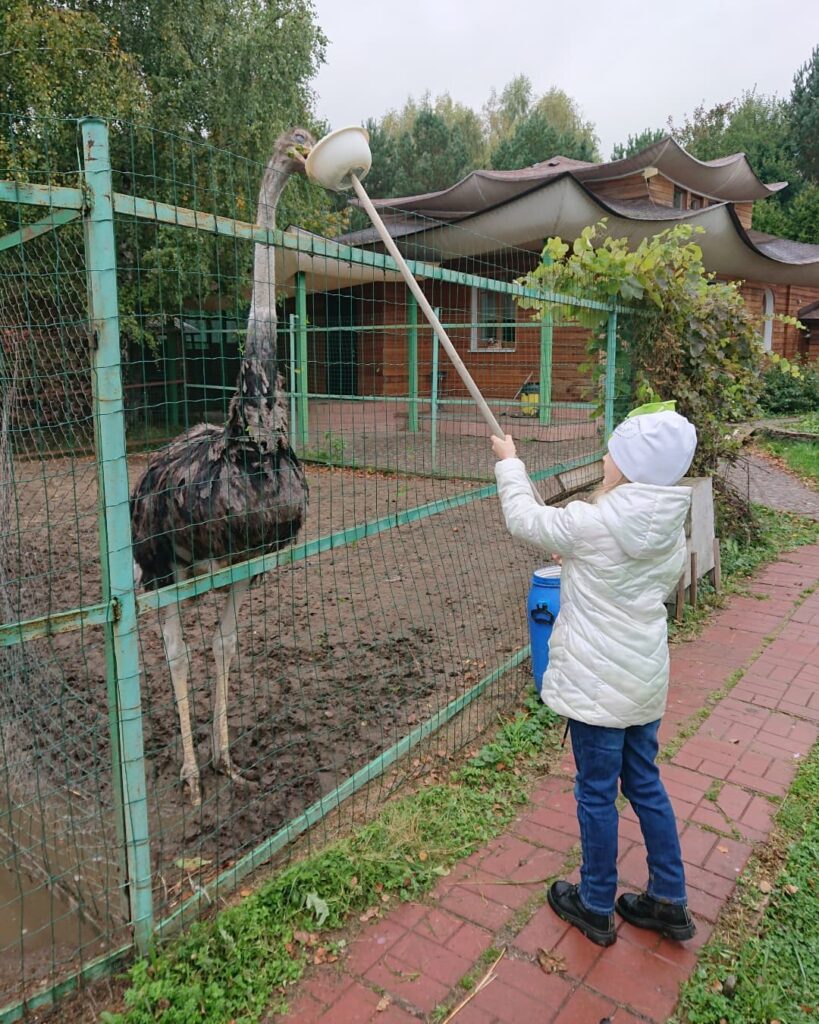 мини ферма Страус