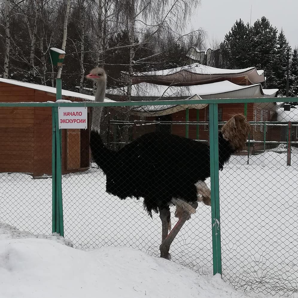 Новогодние каникулы